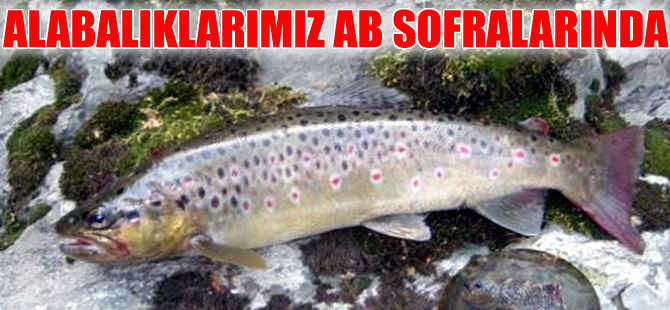 Avrupalılar "Türk balığı"nı sevdi