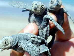 Caretta carettalar yumurtadan çıkmaya başladı