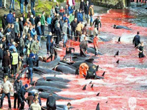 Faroe Adaları’nda 250 balina katledildi