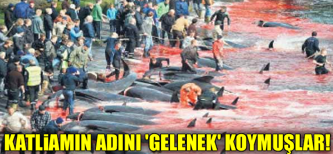 Faroe Adaları’nda 250 balina katledildi