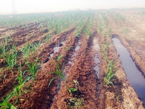 Kerkük-Yumurtalık petrol boru hattına sabotaj yapıldı