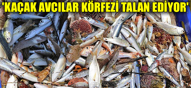 'Kaçak avcılar İzmir Körfezi'ni talan ediyor'