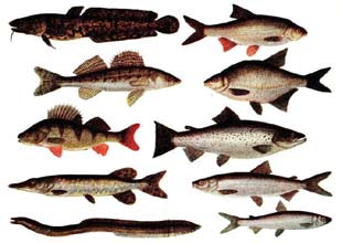 Tatlı su balık türleri tehlikede