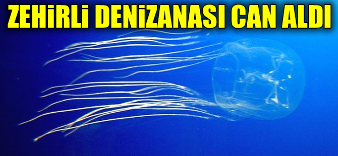 Tayland'da zehirli denizanası can aldı