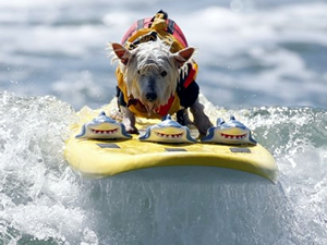 Kaliforniya sahilleri 10'uncu köpek sörfü yarışmasına ev sahipliği yaptı