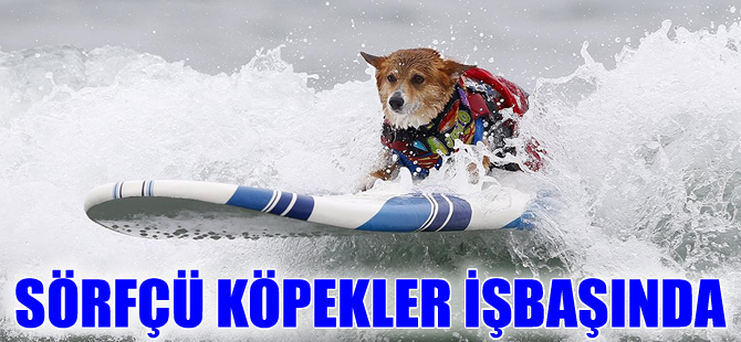 Kaliforniya sahilleri 10'uncu köpek sörfü yarışmasına ev sahipliği yaptı