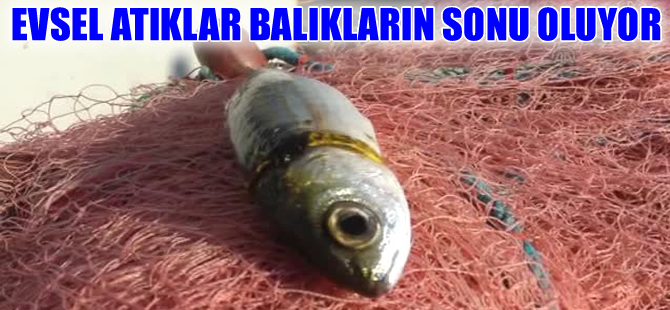 "Denizlerdeki evsel atıklar balıkları tehdit ediyor"