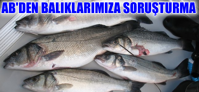 AB'den çipura ve levrek ihracatına sübvansiyon soruşturması