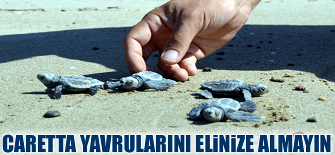 Caretta caretta yavrularını sakın elinize almayın!