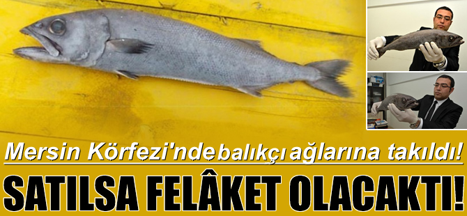 Mersin'de ağlara 'Yağ Balığı' takıldı