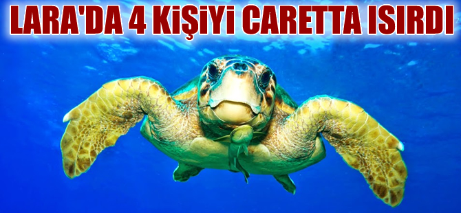 Yaşam alanları talan edilen deniz kaplumbağaları Lara'da 4 kişiyi ısırdı