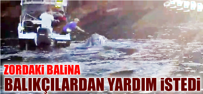 Ağzına poşet ve balık ağı takılan balina balıkçılardan 'yardım istedi'