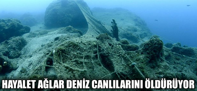 Denizdeki hayalet ağlar deniz canlılarını  öldürüyor