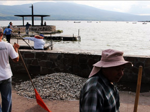 25 ton ölü balık, gölün yüzeyini kapladı