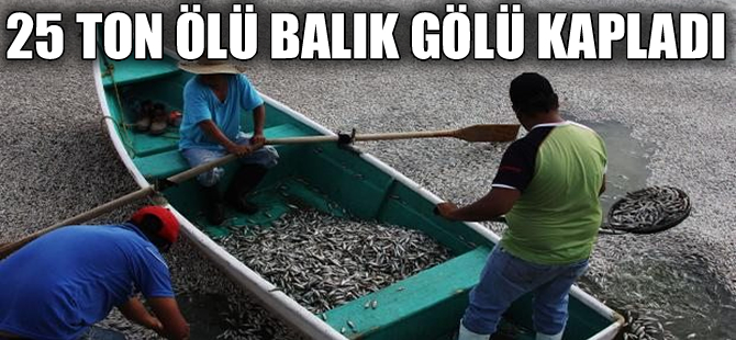 25 ton ölü balık, gölün yüzeyini kapladı