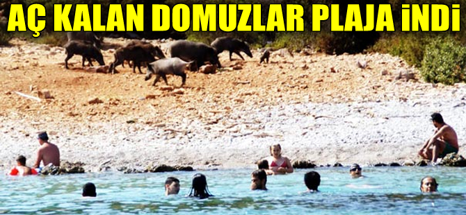 Bodrum'da aç kalıp plaja inen domuzları turistler besledi!