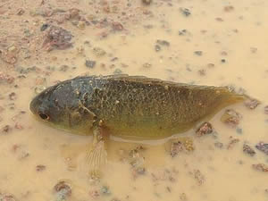 Bilim adamları karada yürüyen balığın sırrını araştırıyor