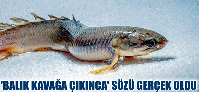 Bilim adamları karada yürüyen balığın sırrını araştırıyor
