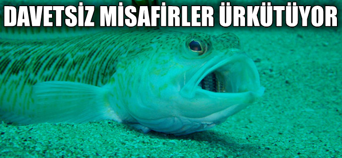 Denizlerimizdeki zehirli balık çeşitleri artıyor