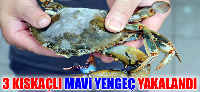 Marmaris’te 3 kıskaçlı mavi yengeç yakalandı