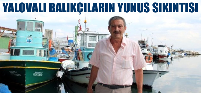 Yalovalı balıkçıların başı yunuslarla belada