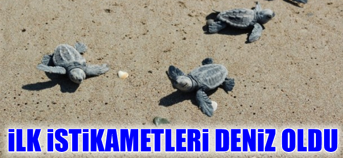 Samandağ'da carettaların yaşam serüveni başladı