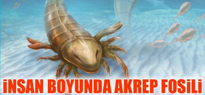 Bir insan boyundan daha uzun deniz akrebi fosili bulundu