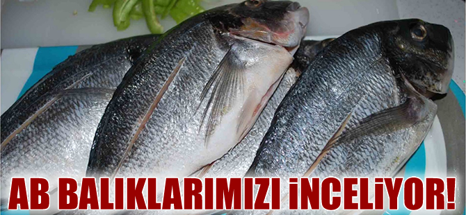 AB,  çipura ve levrek üreticilerini anti-sübvansiyon incelemesine aldı