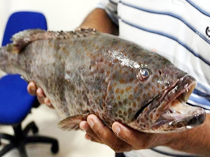 Çukurova Üniversite'nde havuzda "Lagos" üretilecek