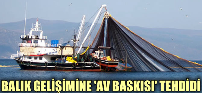 Ege’de balık gelişimine "av baskısı" tehdidi