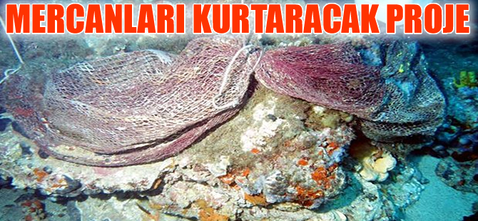 Kırmızı mercanları kurtaracak proje