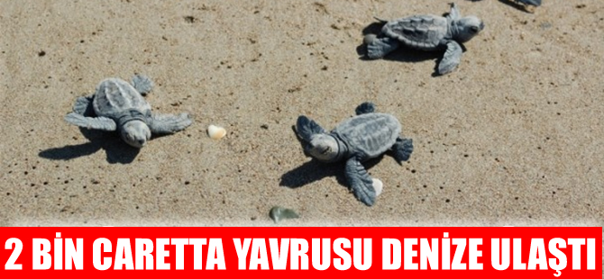 Fethiye'de 2 bin caretta caretta yavrusu denizle buluştu