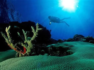 Deniz canlıları 40 yılda yarı yarıya azaldı