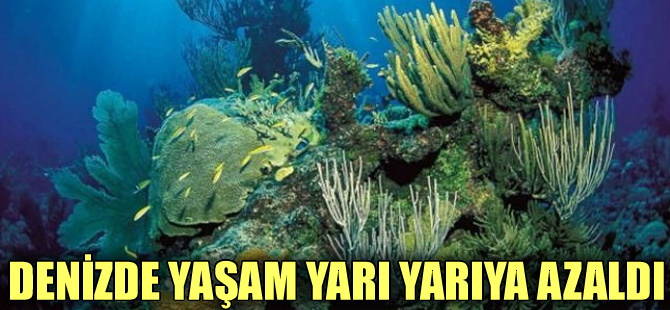 Deniz canlıları 40 yılda yarı yarıya azaldı