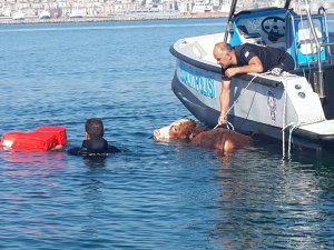 Denize kaçan büyükbaş hayvan, denizden 4 mil açıkta 3 saatlik operasyonla kurtarıldı