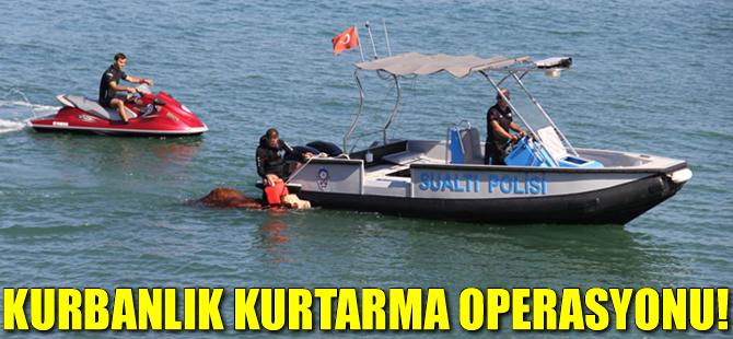 Denize kaçan büyükbaş hayvan, denizden 4 mil açıkta 3 saatlik operasyonla kurtarıldı