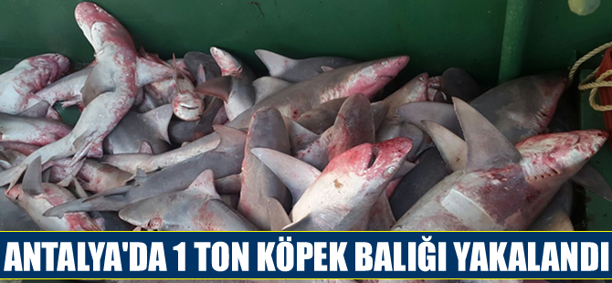 Gazipaşalı balıkçılar, 1 ton köpek balığı yakaladı