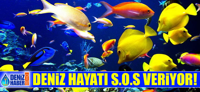 Deniz canlıları, son 40 yılda yüzde 50 azaldı!