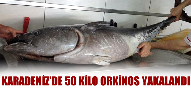Karadeniz'de 50 kilo ağırlığında orkinos balığı yakalandı