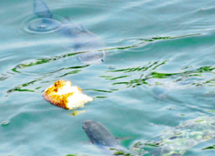 Kurbağalıdere ıslah çalışmaları sonuç vermeye başladı