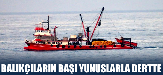 Tekirdağlı balıkçıların korkulu rüyası yunuslar