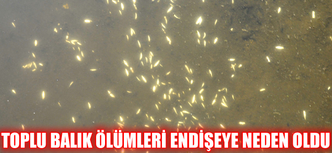 Akçakoca'da toplu balık ölümleri endişe yarattı