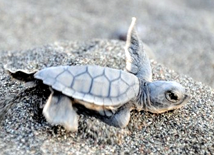Yavru deniz kaplumbağaları denize kulaç attı