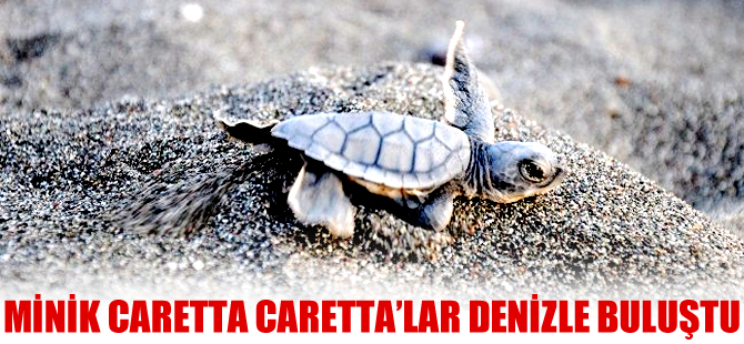 Yavru deniz kaplumbağaları denize kulaç attı