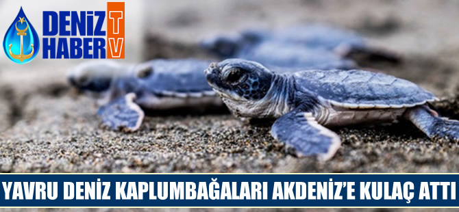 Yavru deniz kaplumbağaları Akdeniz'e kulaç attı