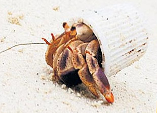 Okyanusların kirliliği ortaya koyan forograf