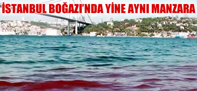 Kurban kanları yine İstanbul Boğazı'na aktı