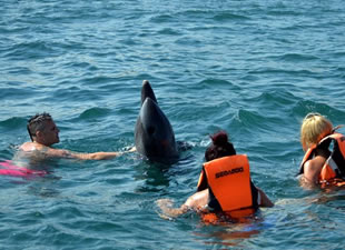 Tatilcilere yunuslardan bayram sürprizi