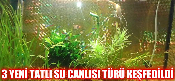 ÇOMÜ Deniz Bilimleri Fakültesi, 3 yeni canlı türü keşfetti