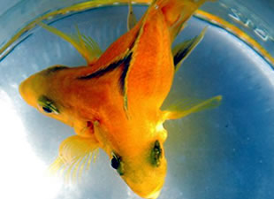 Çift başlı 'Sarı Prenses' rekora doğru koşuyor!